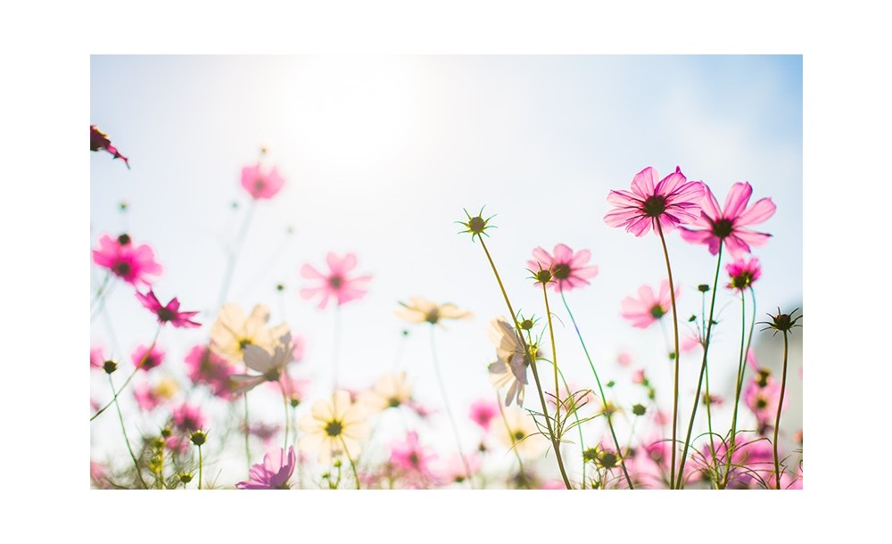 Estamos en primavera