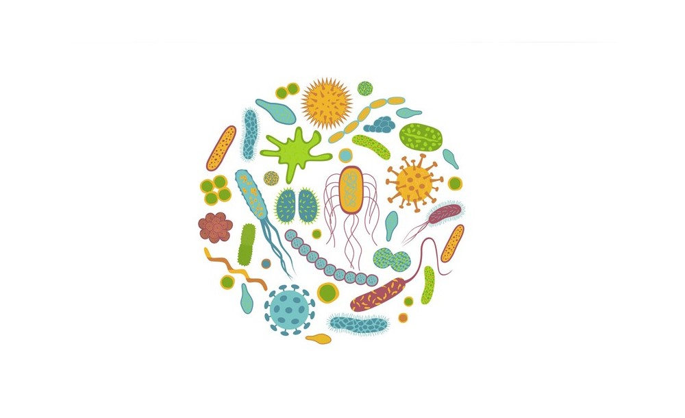 ¿Qué es la microbiota?